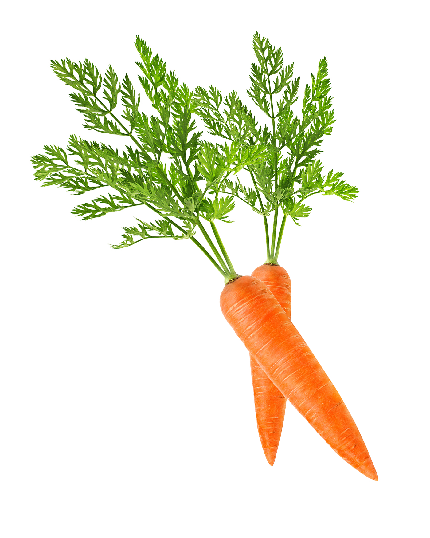 carrot-img